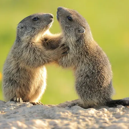Casa Leon D'oro Szálloda Bosco Chiesanuova